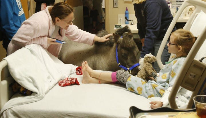 Willie Nelson, the miniature horse making his debut with patients at Akron Children's Hospital, visits with a patient and her mom on May 1, 2018. (Karen Schiely/Beacon Journal)