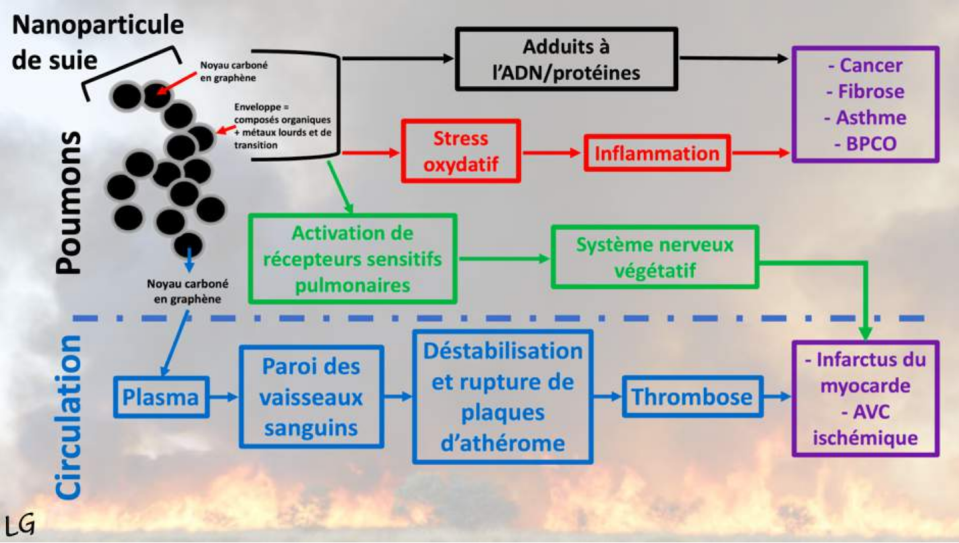 Mécanismes de la toxicité respiratoire et cardiovasculaire due à l’exposition répétée à des suies. Cette toxicité concerne notamment pompiers, ramoneurs, ou membre de communautés n’utilisant que le bois pour se chauffer et cuisiner. Laurent Grélot, Fourni par l'auteur