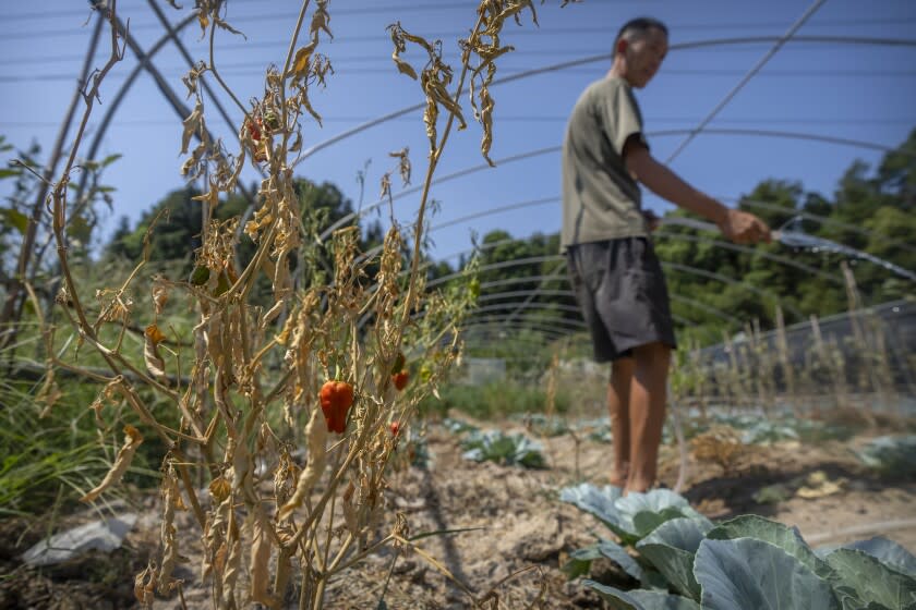 Gan Bingdong uses a hose to water plants near a dying chili pepper plant at his farm in Longquan village in southwestern China's Chongqing Municipality, Saturday, Aug. 20, 2022. Drought conditions across a swathe of China from the densely populated east across central farming provinces into eastern Tibet have "significantly increased," the national weather agency said Saturday. The forecast called for no rain and high temperatures for at least three more days from Jiangsu and Anhui provinces northwest of Shanghai, through Chongqing and Sichuan in the southwest to the eastern part of Tibet. (AP Photo/Mark Schiefelbein)