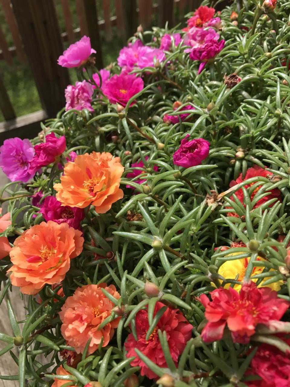 annual flowers portulaca