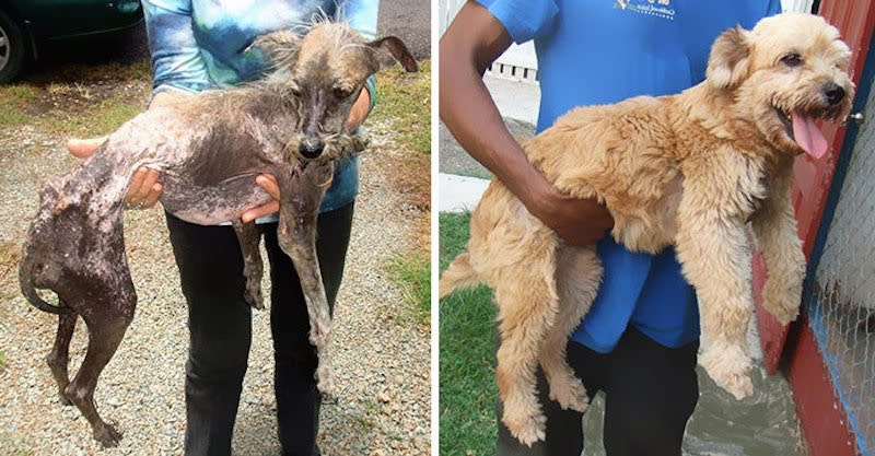 Estas mascotas son el claro ejemplo de cuánto puede llegar a cambiar una vida.