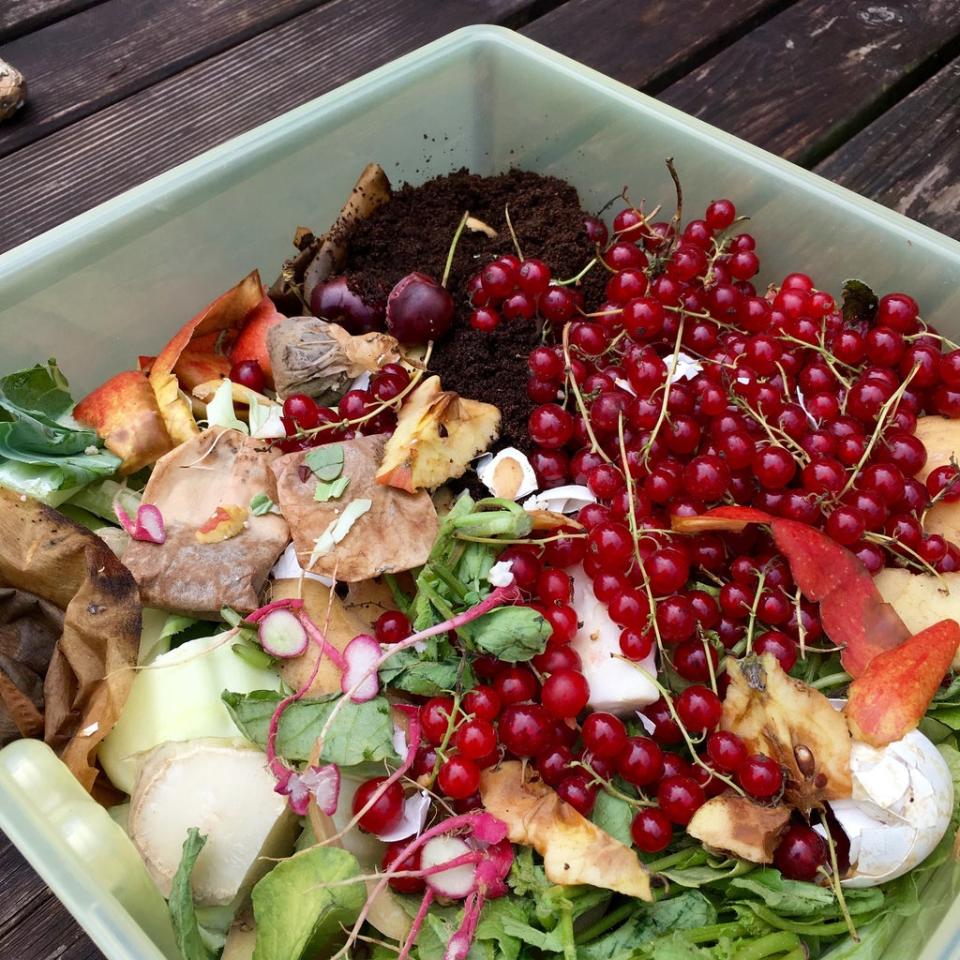 compost with tea bags dirt and with red currants in a small plastic bucket
