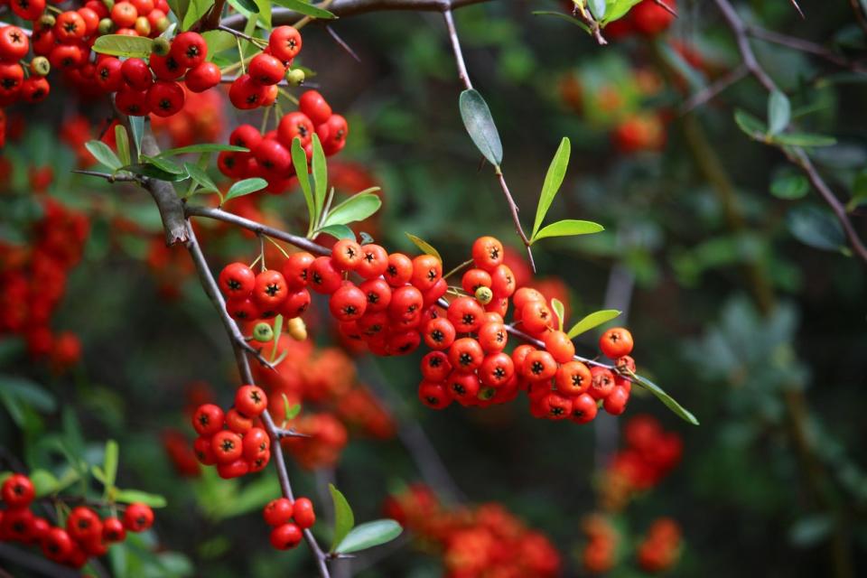 Red firethorn berries on a bush. 