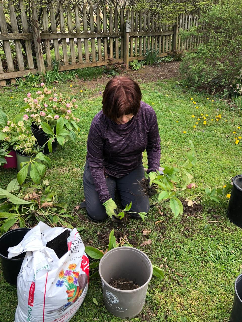 The annual North Hills Garden Club Plant Sale happens this weekend. Here, chair of the event Sally Wilcox digs up some plants for the sale. Because the plants come from residents’ own yards, buyers may find items that are not available at garden stores. March 31, 2022