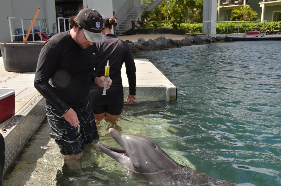 The researchers found that dolphins can identify each other by swimming through and tasting urine, the liquid in the syringe in this photo. Dolphin Quest, <a href="http://creativecommons.org/licenses/by-nd/4.0/" rel="nofollow noopener" target="_blank" data-ylk="slk:CC BY-ND;elm:context_link;itc:0;sec:content-canvas" class="link ">CC BY-ND</a>