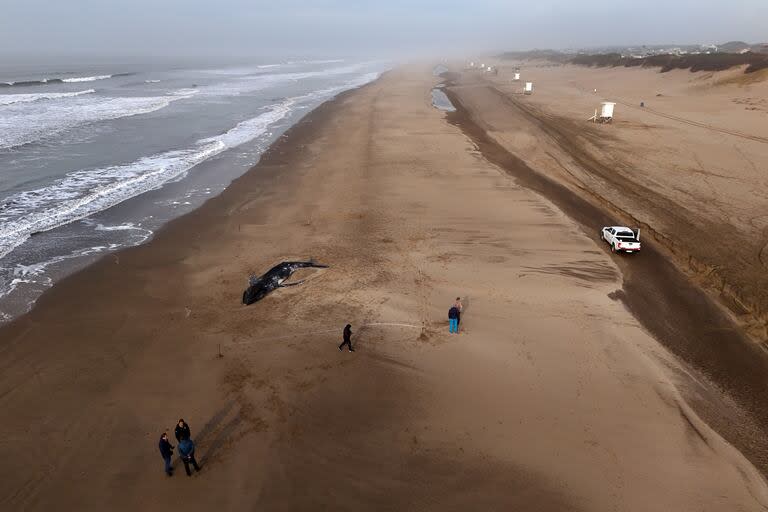 Una ballena apareció muerta en las playas de Valeria del Mar