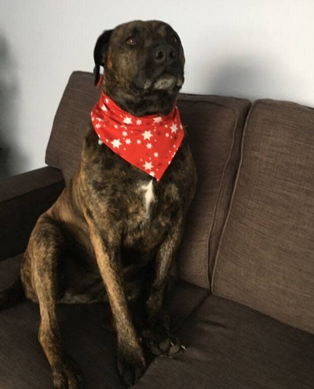 Chevy on a much safer perch, posing in a red bandana for a Christmas portrait. 