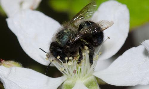 Blue Orchard Bee