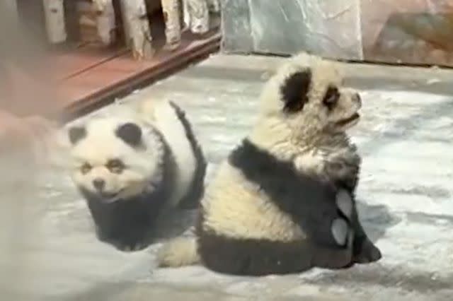 <p>Newsflare</p> Two "panda dogs" at the Taizhou Zoo in China