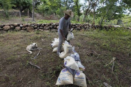 A farmer moves bags of provisions, donated by the United Nations World Food Programme (WFP) food reserves, during a distribution of food aid to families affected by the drought in the village of Orocuina, August 28, 2014. REUTERS/Jorge Cabrera