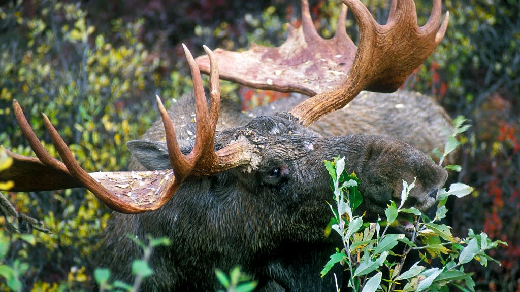  A grey moose with large antlers nibbles on a low bush in a forest. 