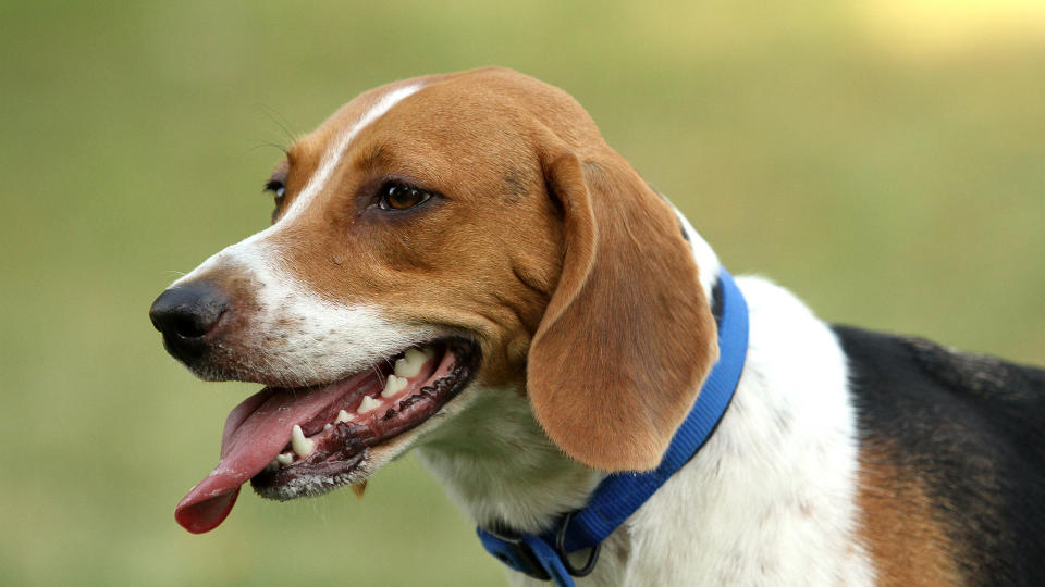 Harrier dog