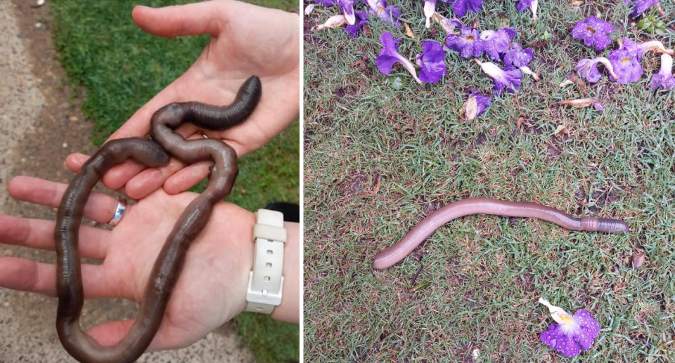 The giant earthworm in someone's hands (left) and a worm on the grass (right).