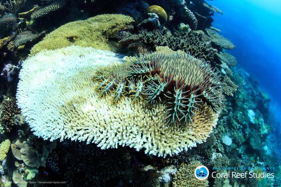 Images captured during October 2016 Coral Bleaching Research Cruise led by Prof. Andrew Baird on board JCU Research Vessel James Kirby. Surveys conducted from Mackay - Townsville region with fellow researchers Hugo Harrison, Mariana Alvarez, and Tane Sinclair-Taylor