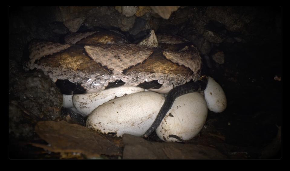 百步蛇母蛇洞內護卵。   圖：林業署／提供