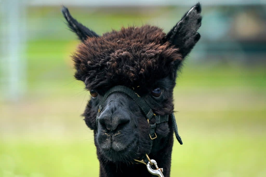 Geronimo the alpaca was euthanised by staff from the Animal and Plant Health Agency on August 31 (Andrew Matthews/PA) (PA Wire)
