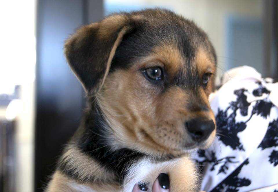 The number of puppies at Woods Humane Society in San Luis Obispo and Atascadero has tripled in 2023 as owners surrender unwanted dogs. Woods CEO Emily L’Heureux holds one of four belonging to a cute “mutt” named Gracie.