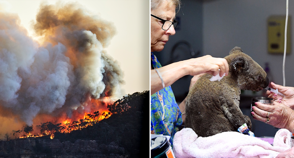 Thousands of koalas were killed and injured during the Black Summer bushfires. Source: Getty