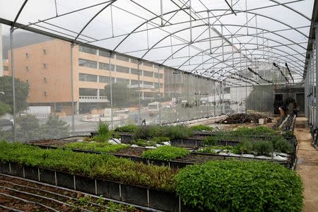 Men work in a greenhouse on the rooftop of a building in Caracas, Venezuela June 22, 2016. Picture taken June 22, 2016. REUTERS/Mariana Bazo