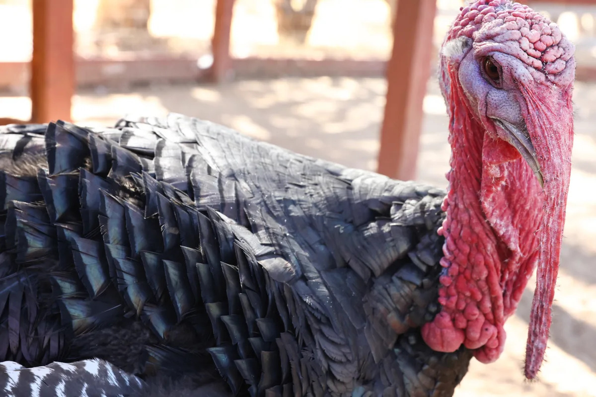 11 turkey farm workers charged with cruelty caught on video