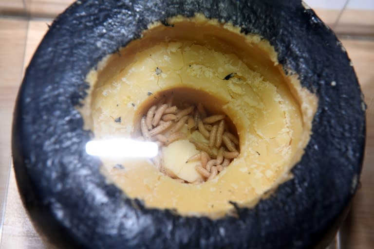 Casu marzu, maggot-infested cheese from Sardinia, Italy, is presented in the Disgusting Food Museum in Los Angeles, California