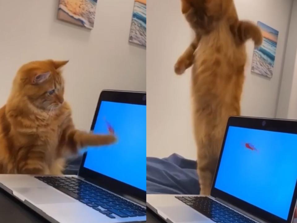 <p>橘貓看見螢幕裡的金魚，竟跟著扭腰擺臀！（圖／IG@leoscatdays）</p>
