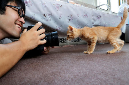 A passenger takes a picture of a cat, in a train cat cafe, held on a local train to bring awareness to the culling of stray cats, in Ogaki, Gifu Prefecture, Japan September 10, 2017. REUTERS/Kim Kyung-Hoon