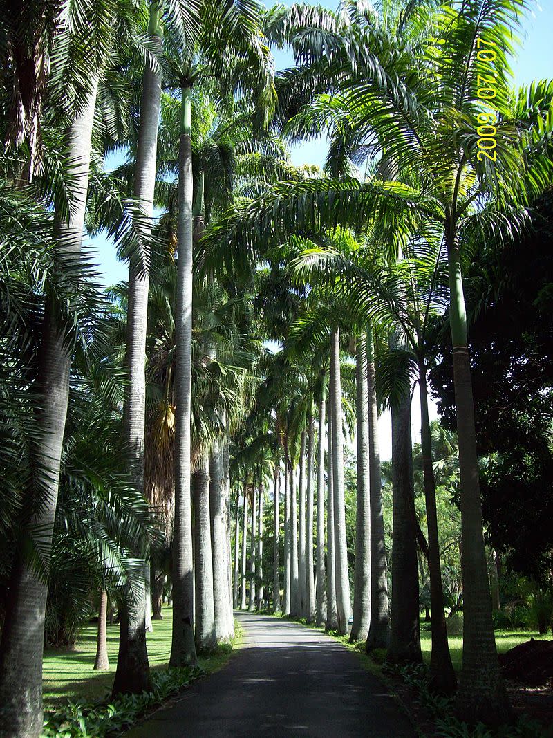 El jardín botánico de Caracas, que es Patrimonio de la Humanidad, está moribundo