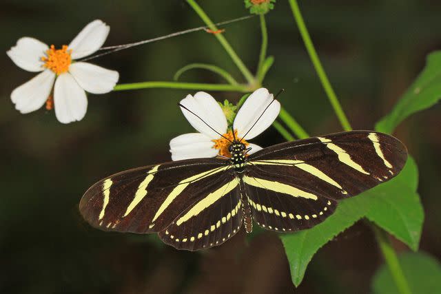 Judy Gallagher / Flickr / CC BY 2.0 Zebra longwing butterfly