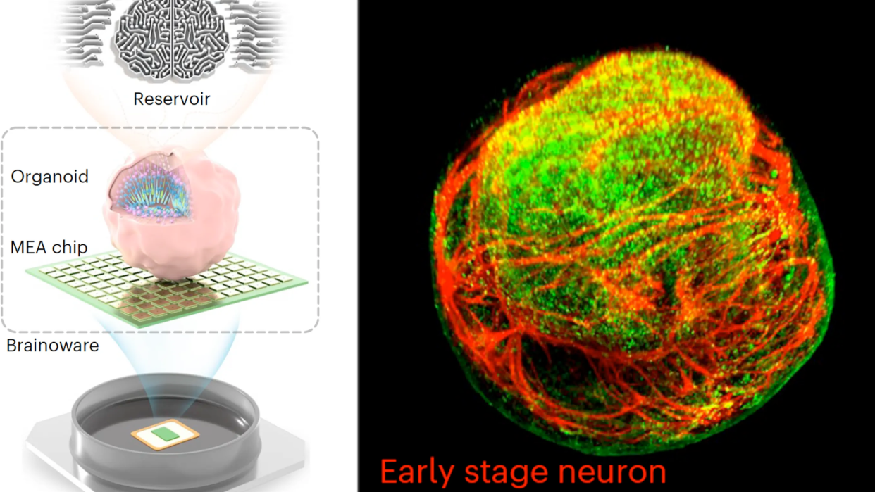 Brainoware biocomputing study illustration