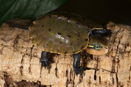 A Chinese big-headed turtle is seen after hatching at the Wildlife Conservation Society’s Prospect Park Zoo in New York, in this undated handout photo courtesy of Julie Larsen Maher of the WCS. REUTERS/Julie Larsen Maher of the WCS/Handout