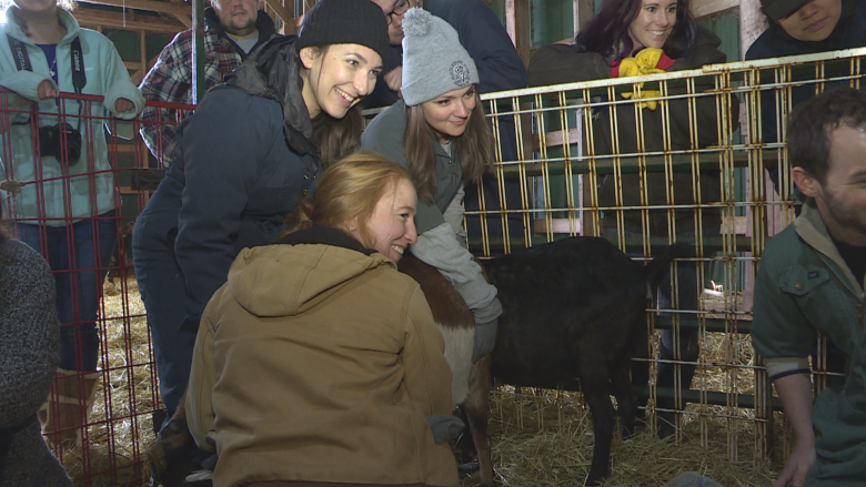 Veterinary students gain hands-on experience at P.E.I. goat farm