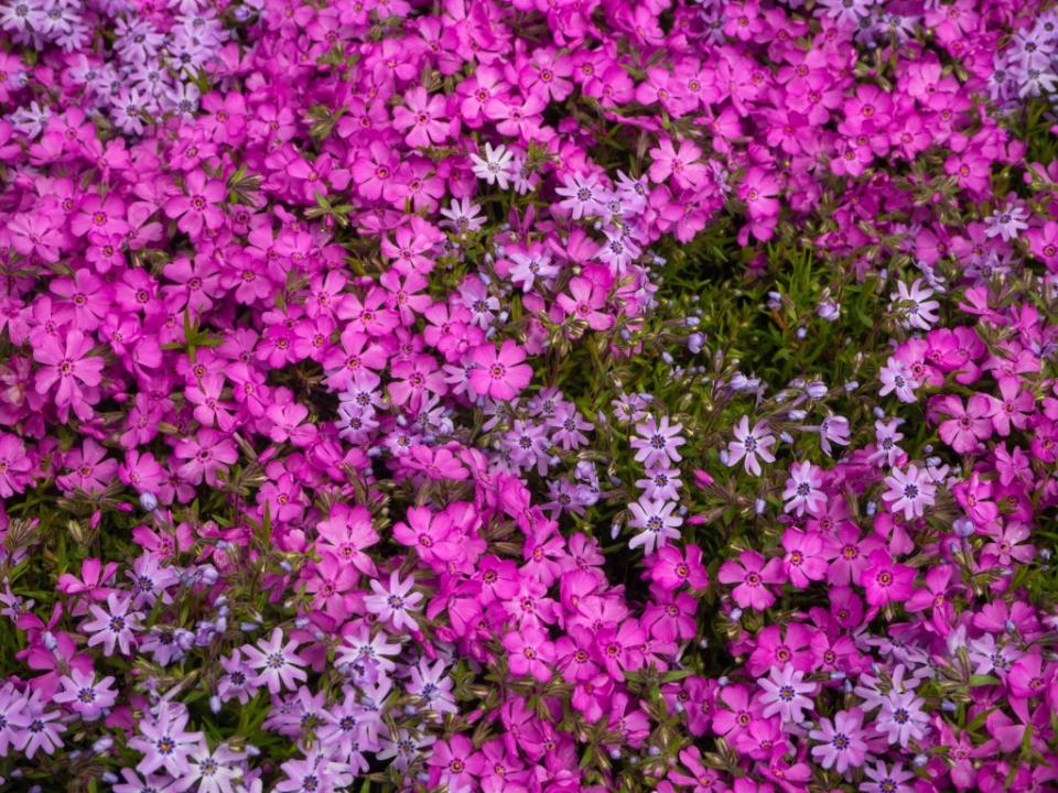 The pink moon gets its name from the ground phlox that blankets the earth this time of year. Alekskan12 – stock.adobe.com