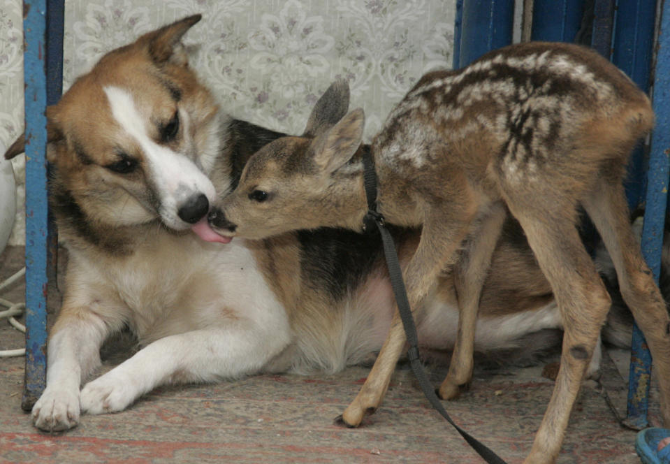 Un perro llamado Shura lame la nariz de un corzo o ciervo europeo en el zoo de Simferopol, en Crimea, Ucrania.