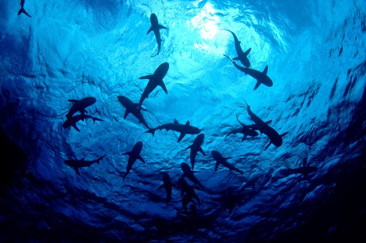 <span class="caption">So many sharks.</span> <span class="attribution"><span class="source">Shutterstock</span></span>