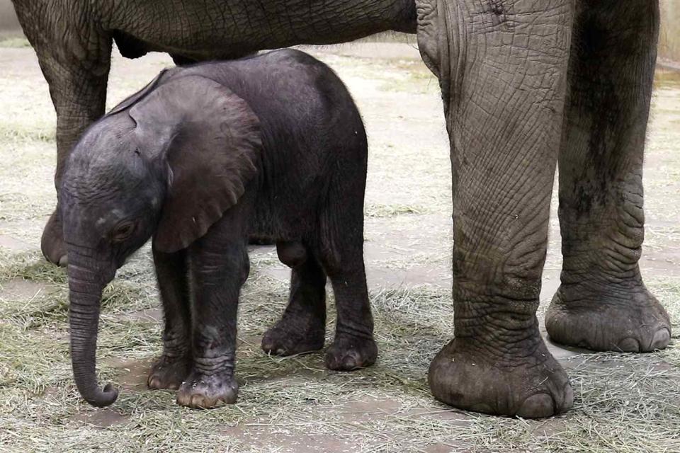 <p>Indianapolis Zoo/ Facebook</p> An elephant calf was born on Sept. 4, 2023, at the Indianapolis Zoo.