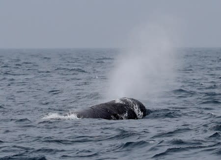 A sperm whale breathes in the sea near Rausu