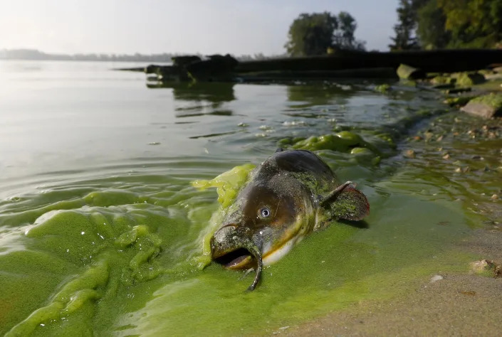 In this 2017 photo, a catfish appears on the shoreline in the algae-filled waters of Lake Erie in Toledo.