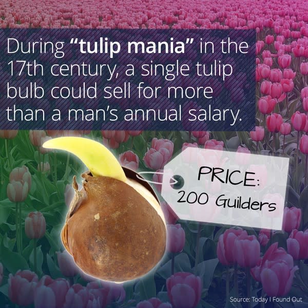 tulipbubble