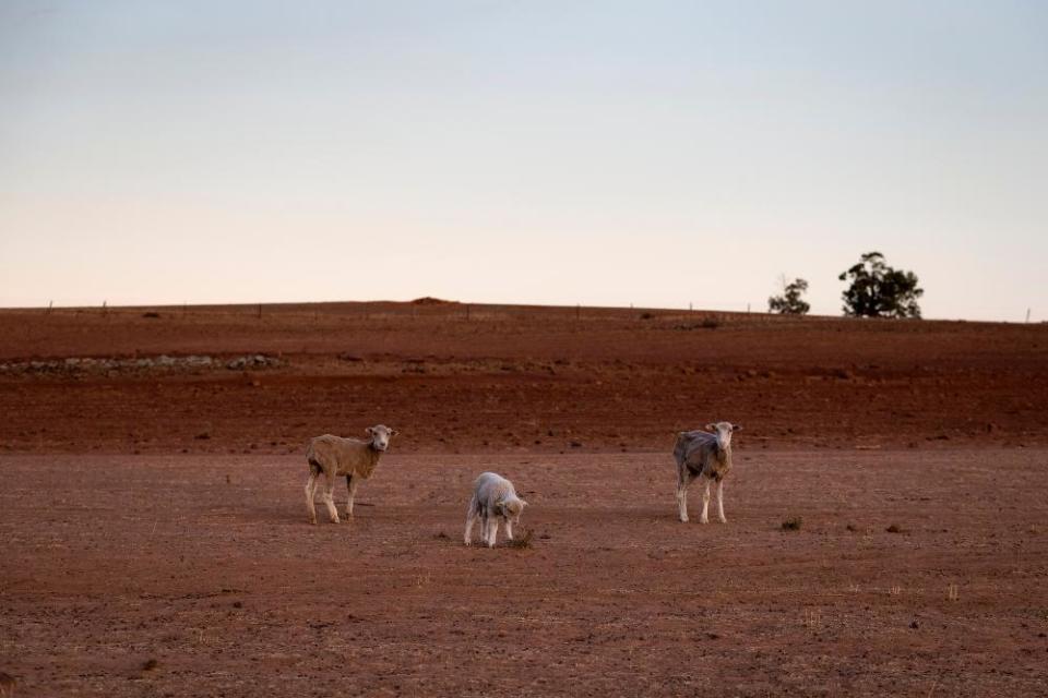 The Jerry family farm Maryborough, outside Coonabarabran.