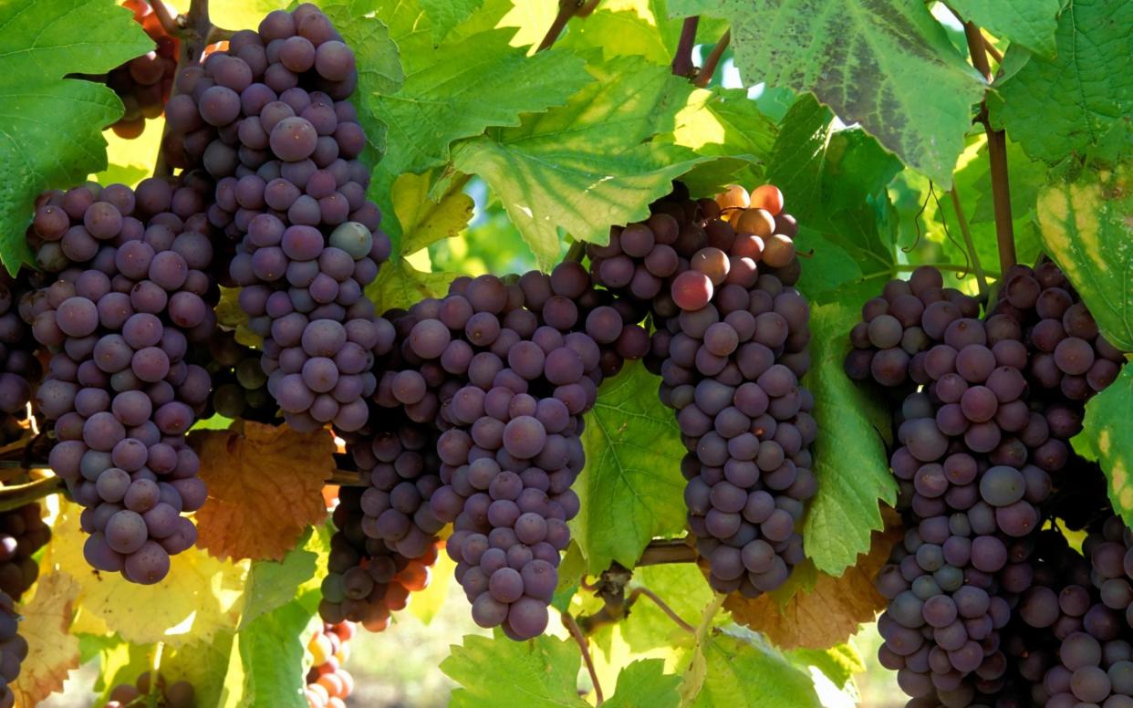 Producers will have to switch to grape varieties that perform better in the heat - E+