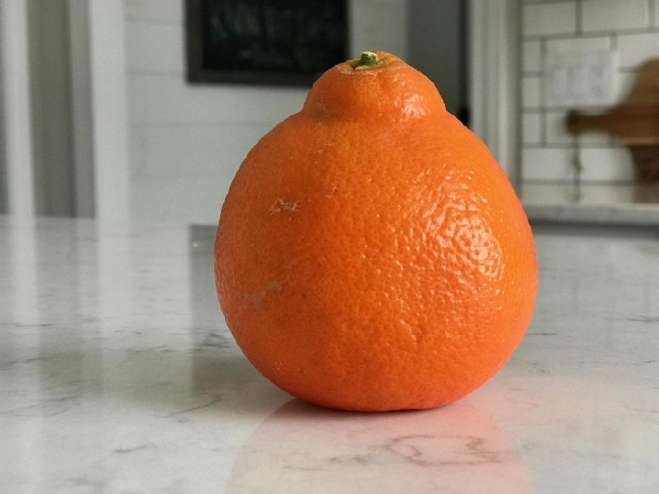 The minneola tangelo is bell shaped.