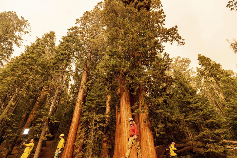 Members of the media walk among sequoia trees in Lost Grove as the KNP Complex Fire burns about 15 miles away on Friday, Sept. 17, 2021, in Sequoia National Park, Calif. (AP Photo/Noah Berger)