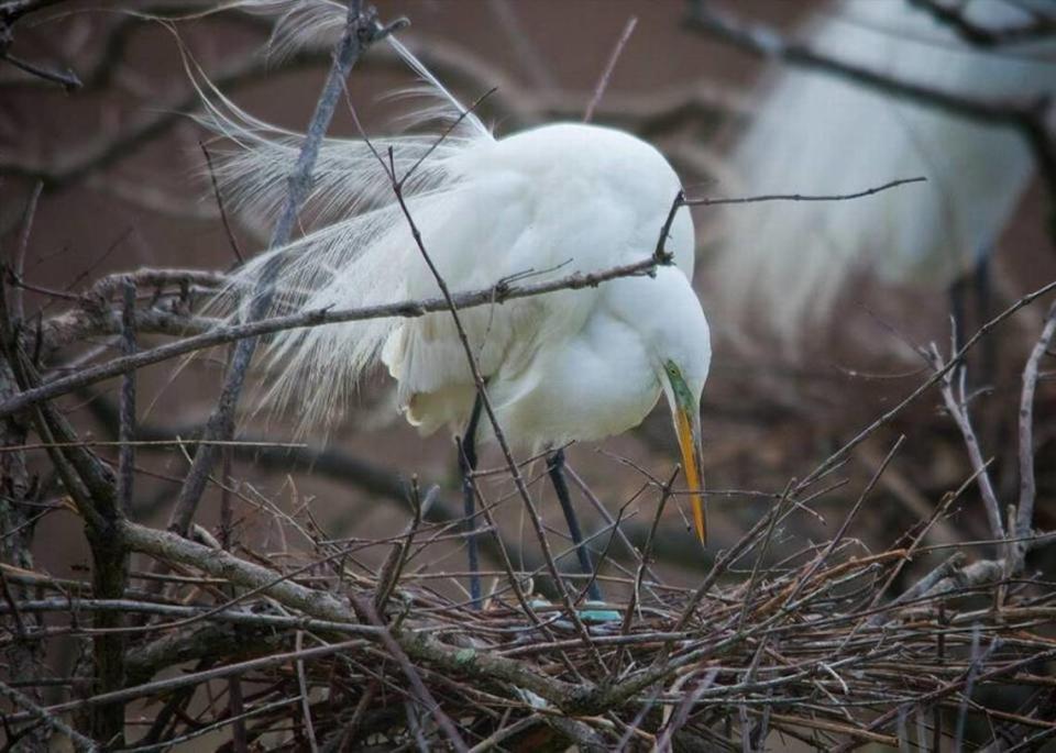 A great egret prods an egg in its nest at the Cypress Wetlands in March 2016.