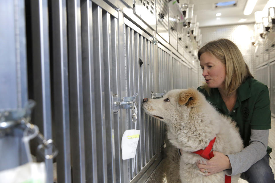 Humane Society International's Director of Companion Animals and Engagement Kelly O'Meara holds a dog named Walter, who was rescued from a South Korean dog meat farm, as he greets another rescued dog aboard an animal transport vehicle near Kennedy Airport Sunday, March 26, 2017, in the Queens borough of New York. The Humane Society International is responsible for saving 46 dogs that would otherwise have been slaughtered. Humane Society officials said the dogs that arrived in New York late Saturday night had awaited death in dirty, dark cages, and were fed barely enough to survive at a farm in Goyang, South Korea. (Humane Society International/Andrew Kelly via AP)