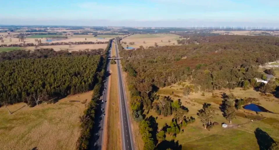 Image of the blue gum plantation in Gordon, Victoria right next to the busy Western freeway where the Koalas lived.