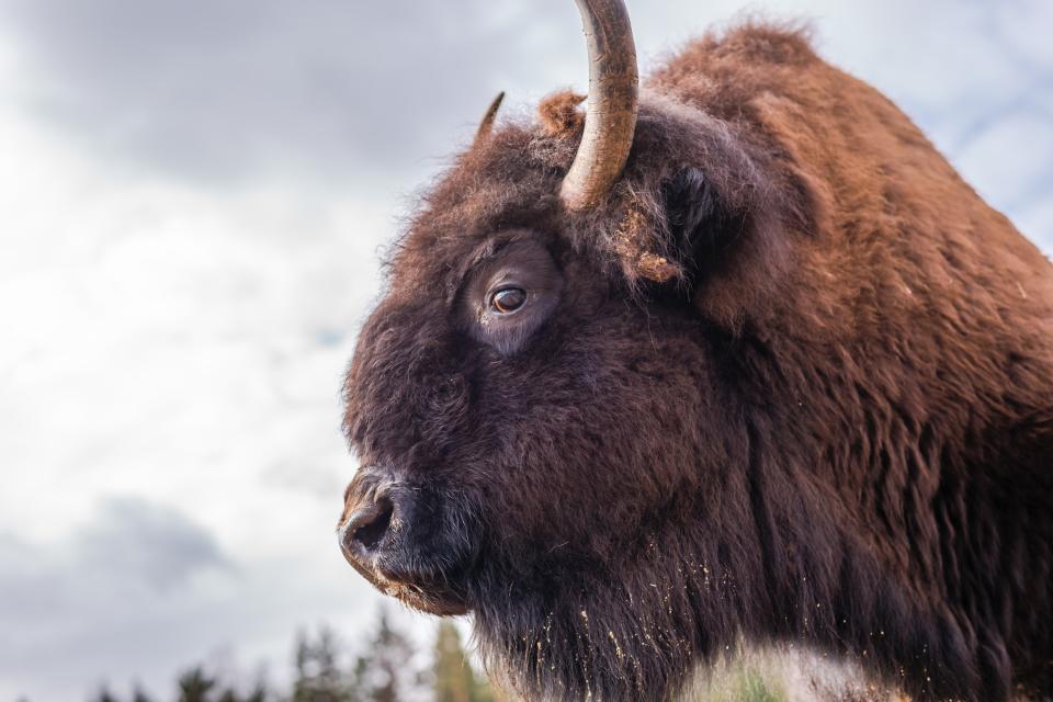 You can spot European bison roaming just an hour from Amsterdam - MarkD800