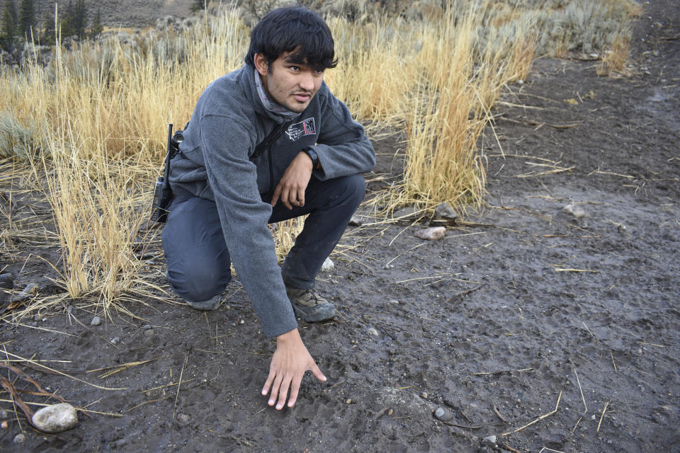 Jeremy SunderRaj with the Yellowstone National Park wolf project holds his hand up to a cluster of wolf prints in the mud in the Slough Creek area of Yellowstone National Park, Wyo., Wednesday, Oct. 21, 2020. Wolves have repopulated the mountains and forests of the American West with remarkable speed since their reintroduction 25 years ago, expanding to more than 300 packs in six states. (AP Photo/Matthew Brown)