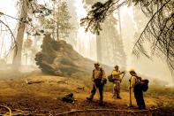 Firefighters battle the Windy Fire as it burns in the Trail of 100 Giants grove of Sequoia National Forest, Calif., on Sunday, Sept. 19, 2021. (AP Photo/Noah Berger)