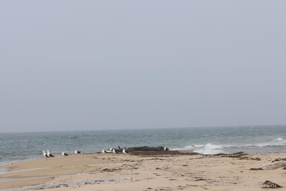 The beach at the northern tip of Block Island has become home to several hundred gray seals in recent years.